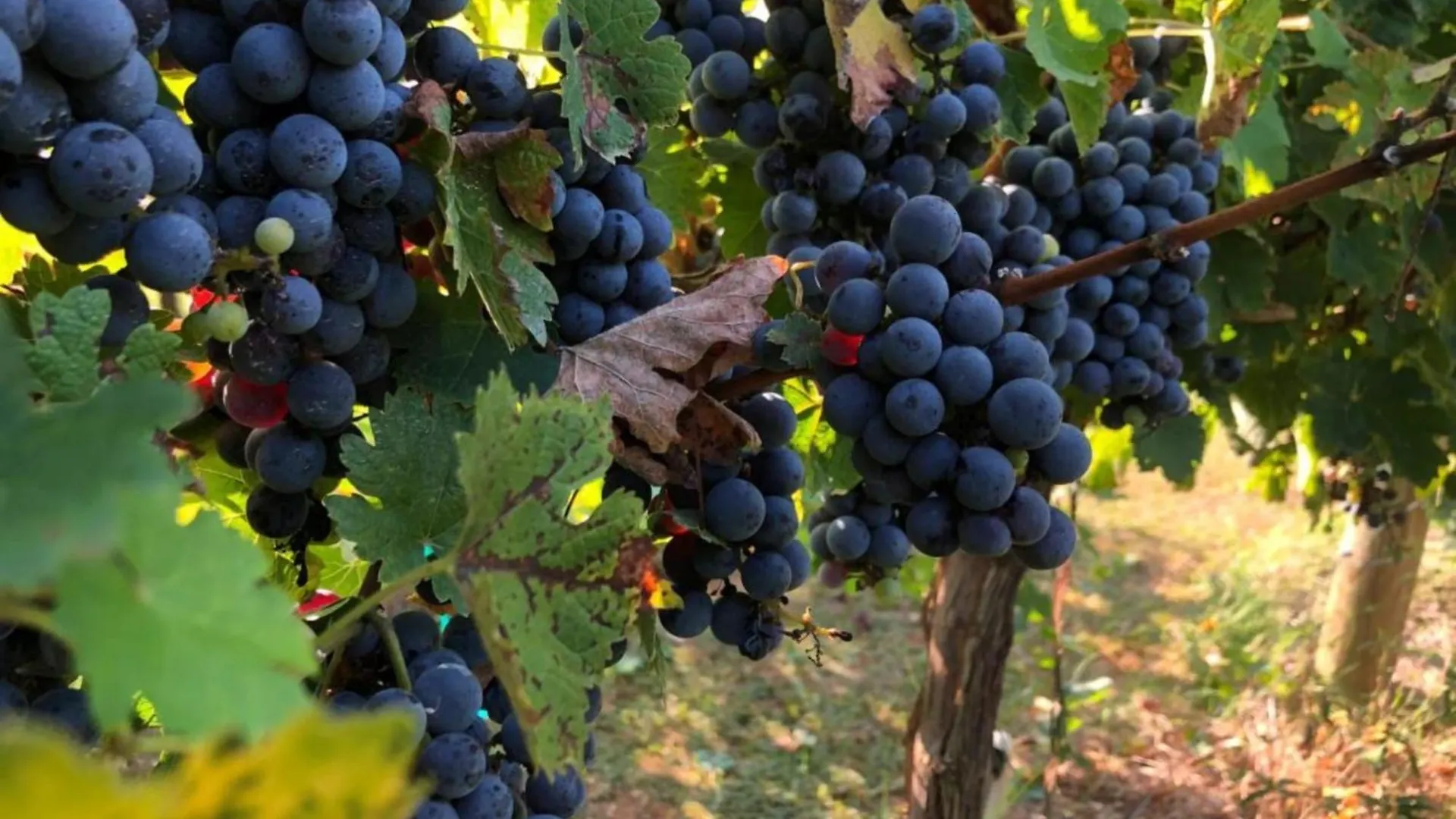 Borgo Syrah Villa Cortona
